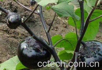 紫圆茄子的功效与作用-0