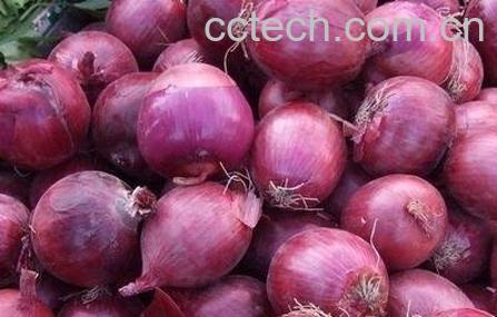 紫皮洋葱和白皮洋葱的区别-0