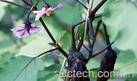  煮茄子头水有什么功效-0