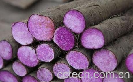 紫山药的功效与作用及禁忌-0