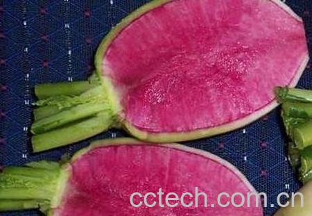  紫心萝卜的功效与作用-0