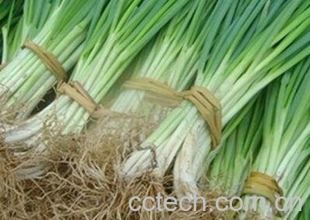 怎样种四季葱又好又快-0