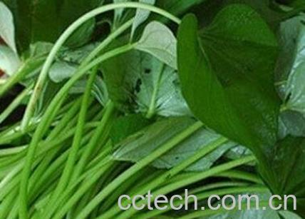 紫薯叶的功效与作用-0