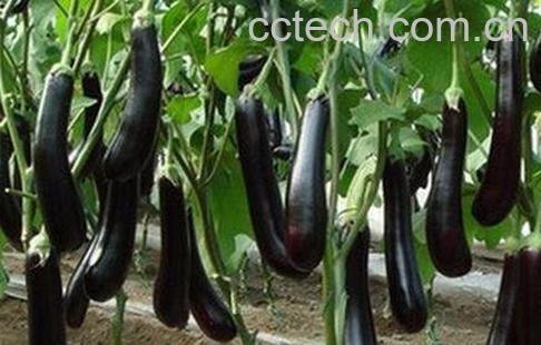  紫色茄子的功效与作用-0