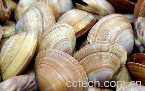 蛤蜊壳的功效与作用-0