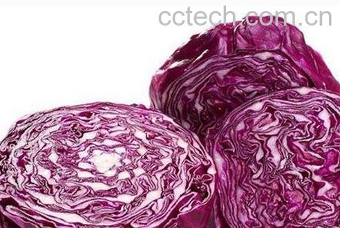紫心包菜的营养价值-0