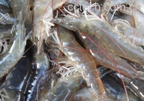 淡水活虾保存方法-0