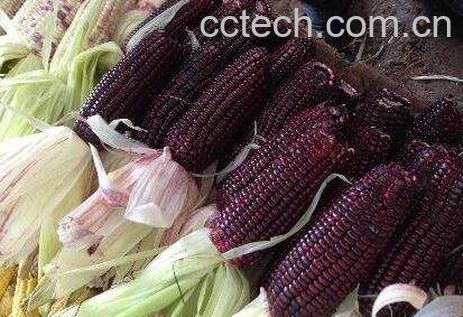 紫玉米的功效与作用-0