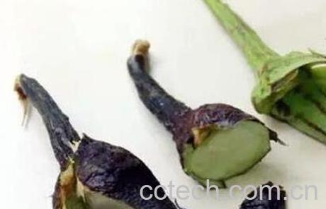 紫茄子把的功效与作用-0