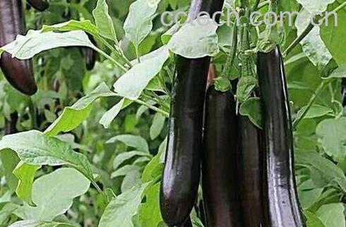 紫茄子皮功效和作用及禁忌-0