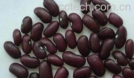 紫芸豆的功效与作用-0
