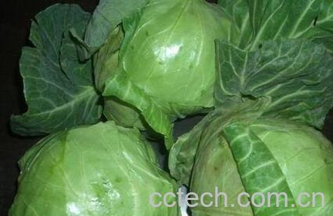 圆包菜的功效与作用-0