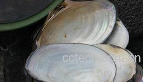 河蚌壳的药用价值-0