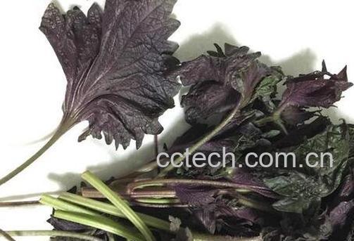 紫苏梗加姜功效与作用-0