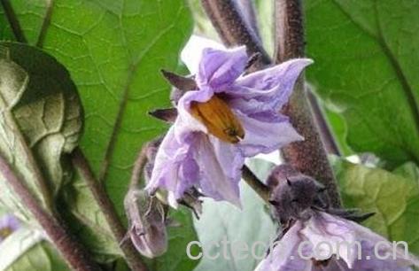 紫茄子花的功效与作用-0