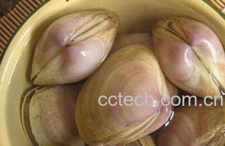 海蚌壳的药用价值-0