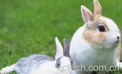 山兔子肉的功效与作用-0