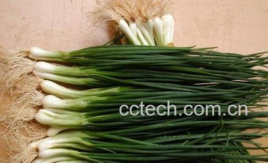 怎么区别香葱和小葱-0