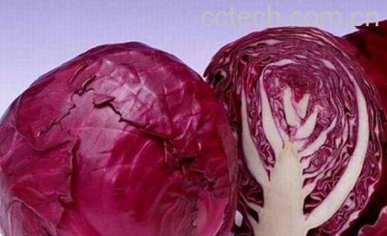 紫椰菜的营养价值-0