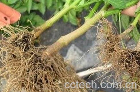 紫茄子根煮水功效与作用-0