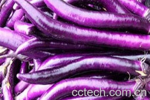 紫长茄的营养价值-0