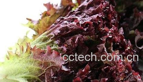 紫莴笋的营养价值-0