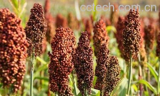 高粱壳的营养价值 高粱壳的药用价值-0