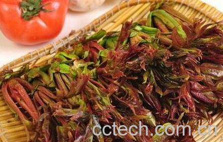 香椿和什么相克-0