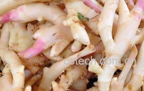 紫姜有何作用-0