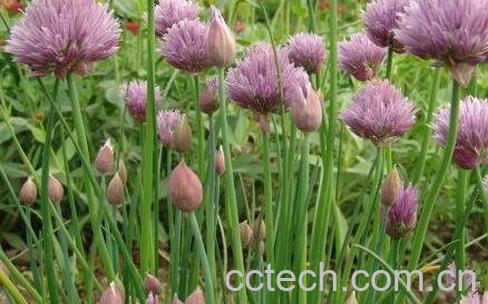 圆葱与细香葱的区别-0