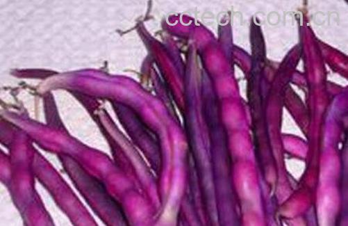 紫色豆角的营养价值-0