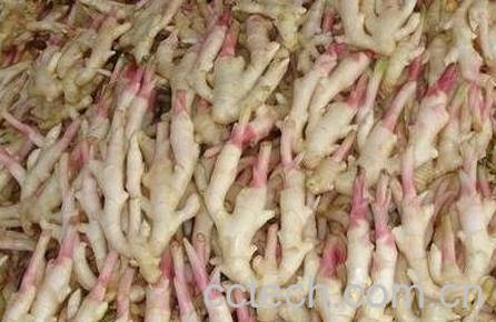 子姜和生姜有什么区别 -0