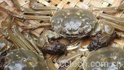 雌蟹和雄蟹的区别-0