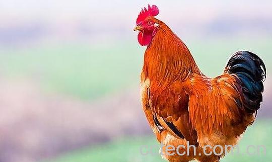 散养公鸡肉的营养价值-0