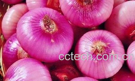 园葱的药用功效与作用-0