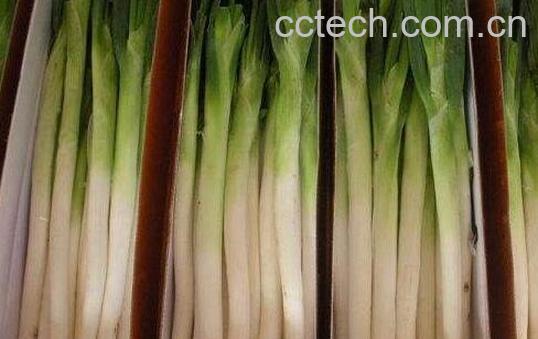 章丘大葱的用途 -0