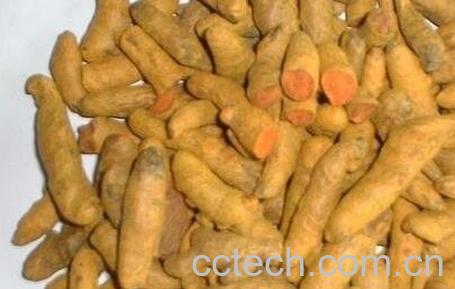 吃黄姜的好处和坏处-0