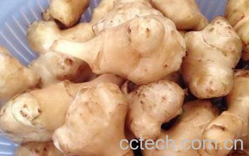 菜姜的功效与作用-0