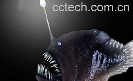 安康鱼肚的营养价值-0