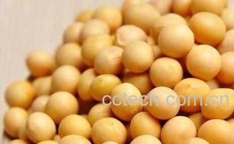 黄豆壳的营养价值-0