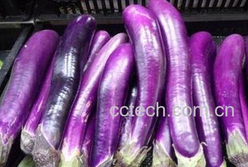 紫长茄的营养价值与功效-0