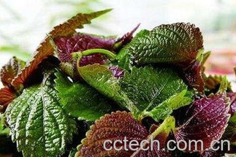 紫苏梗加姜功效与作用-0