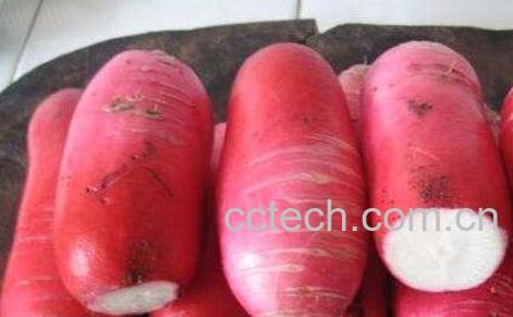 红皮萝卜怎么腌制好吃-0