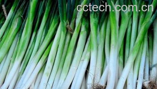 做菜放葱的作用和用法-0