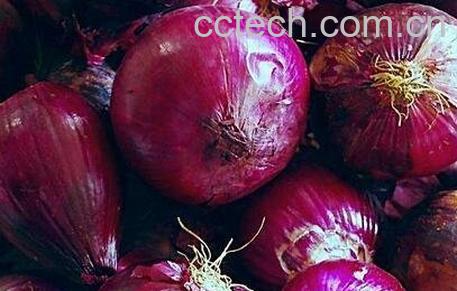 紫圆葱的营养价值-0