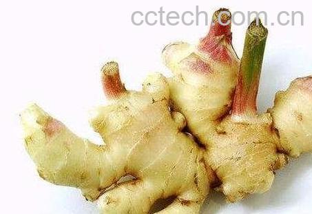 吃生姜的好处与坏处及注意的问题-0