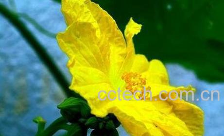 丝瓜花的功效与用法-0