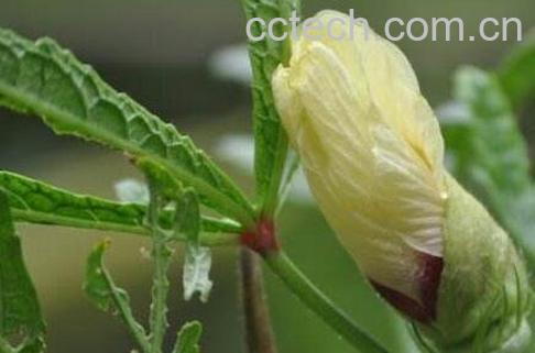 黄秋葵花的功效与作用-0