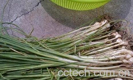 中药野葱的功效与作用-0