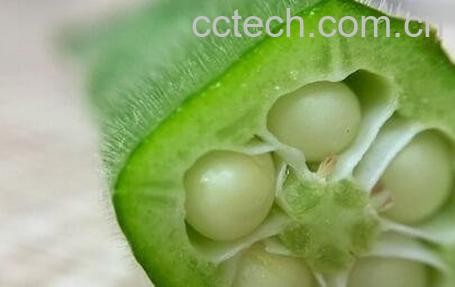 野秋葵籽的功效与作用及禁忌-0